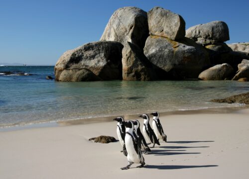 Güney Afrika Cumhuriyeti & Zimbabwe & Botswana